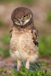 Athene-cunicularia;Birds-of-Prey;Burrow;Burrowing-Owl;Nest;predator;predatorily;